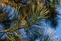 Close-up of diseased needles Austrian pine Pinus Ã¢â¬ËNigraÃ¢â¬â¢ or black pine. Dry needle, rust on needles change of color